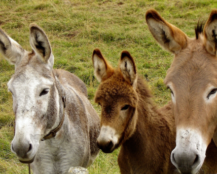 Paarden en ezels