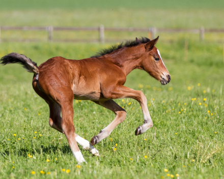 Paarden en ezels