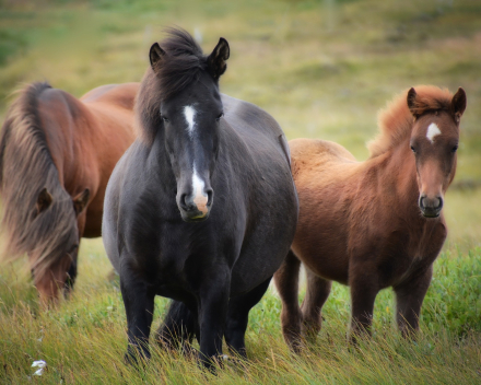 Paarden en ezels