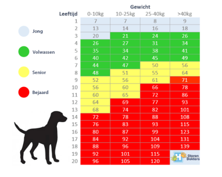 Senior hond: check-up