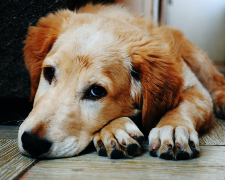 Honden en katten