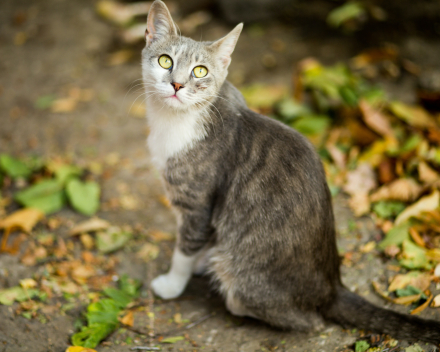 Honden en katten