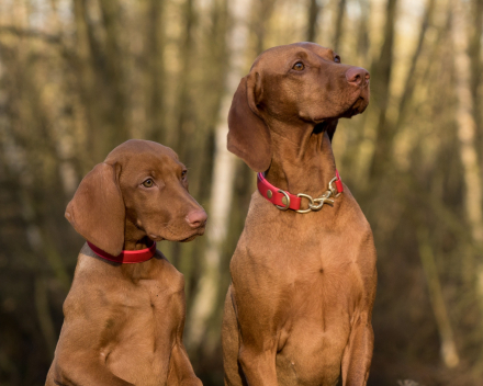 Honden en katten