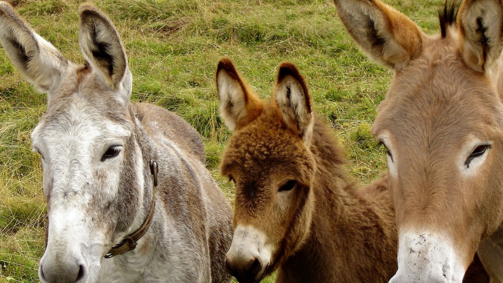 Paarden en ezels | Dierenartsenpraktijk De Eggel