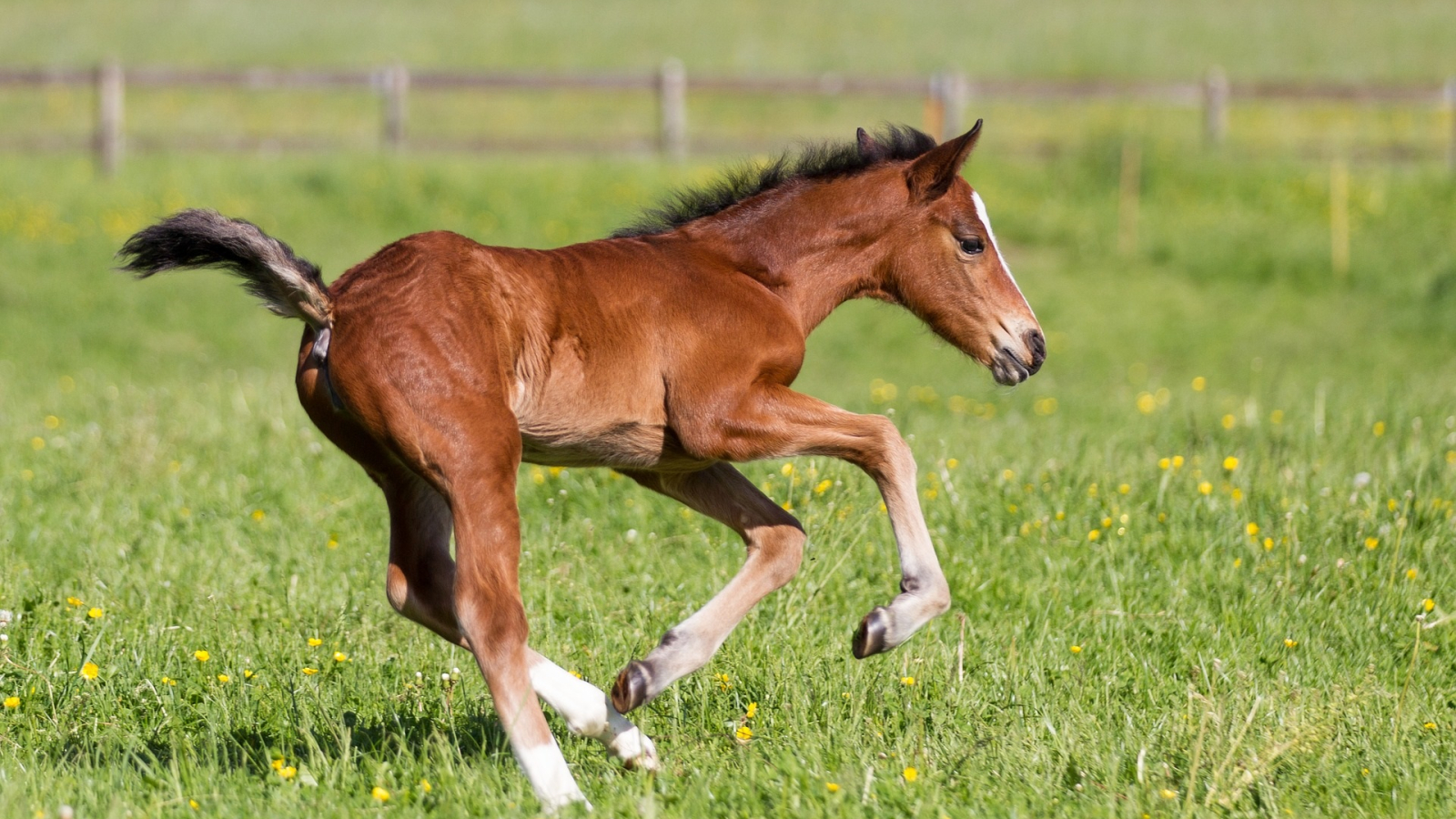 Paarden en ezels | Dierenartsenpraktijk De Eggel